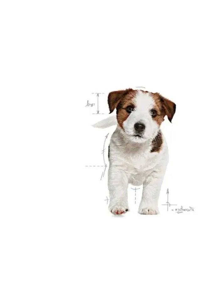 رويال كانين اكل جاف ميني بوبي للكلاب الصغيرة 8 كجم - Image 3